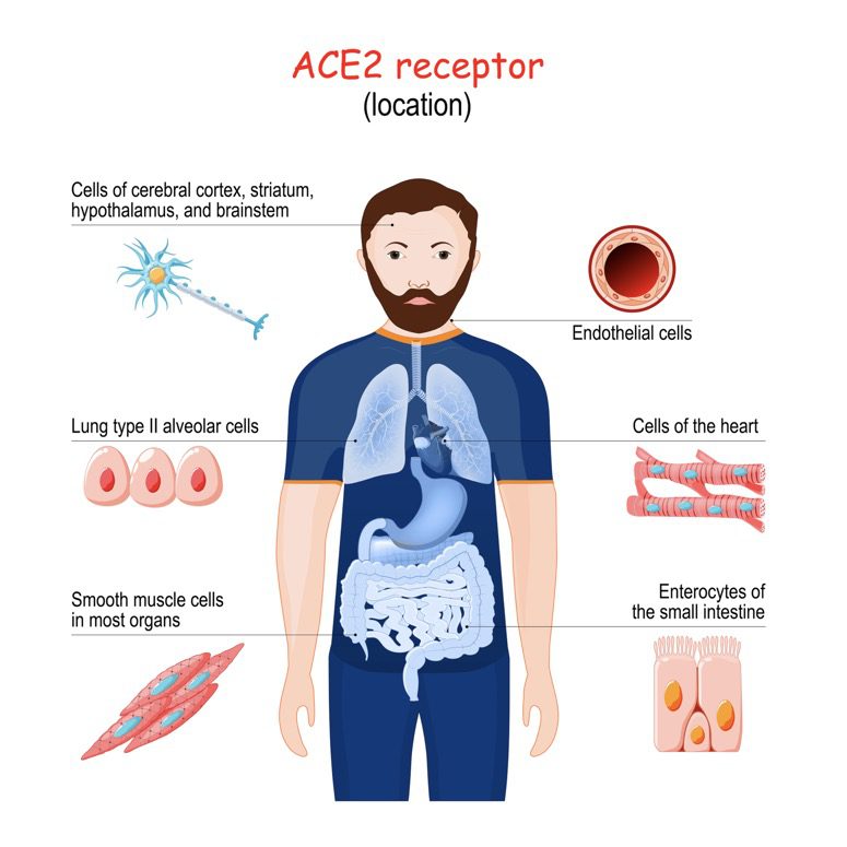 Diagram showing location of ACE2 receptors in the human body