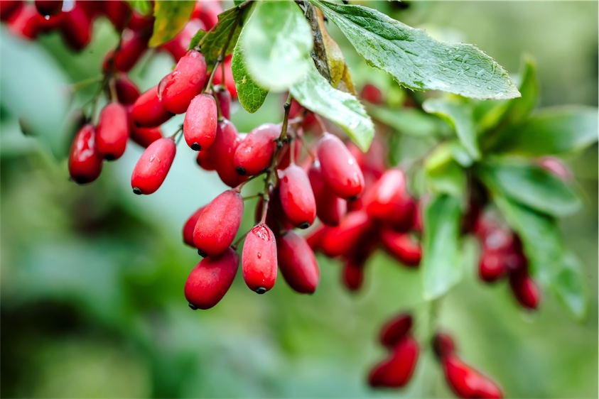 barberry for acne, herbal medicine