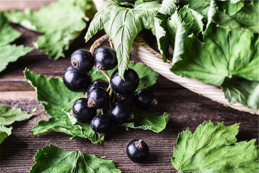 blackcurrants and vitamin C