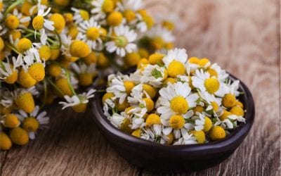 Know your herb: Chamomile