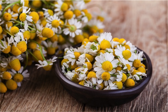 dried chamomile flowers