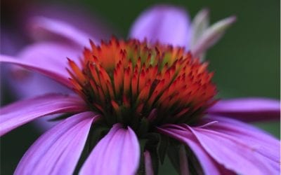 Echinacea the immune herb