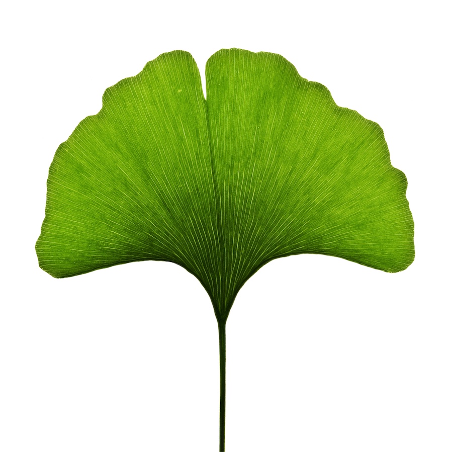 Ginkgo leaf with review consultation booking