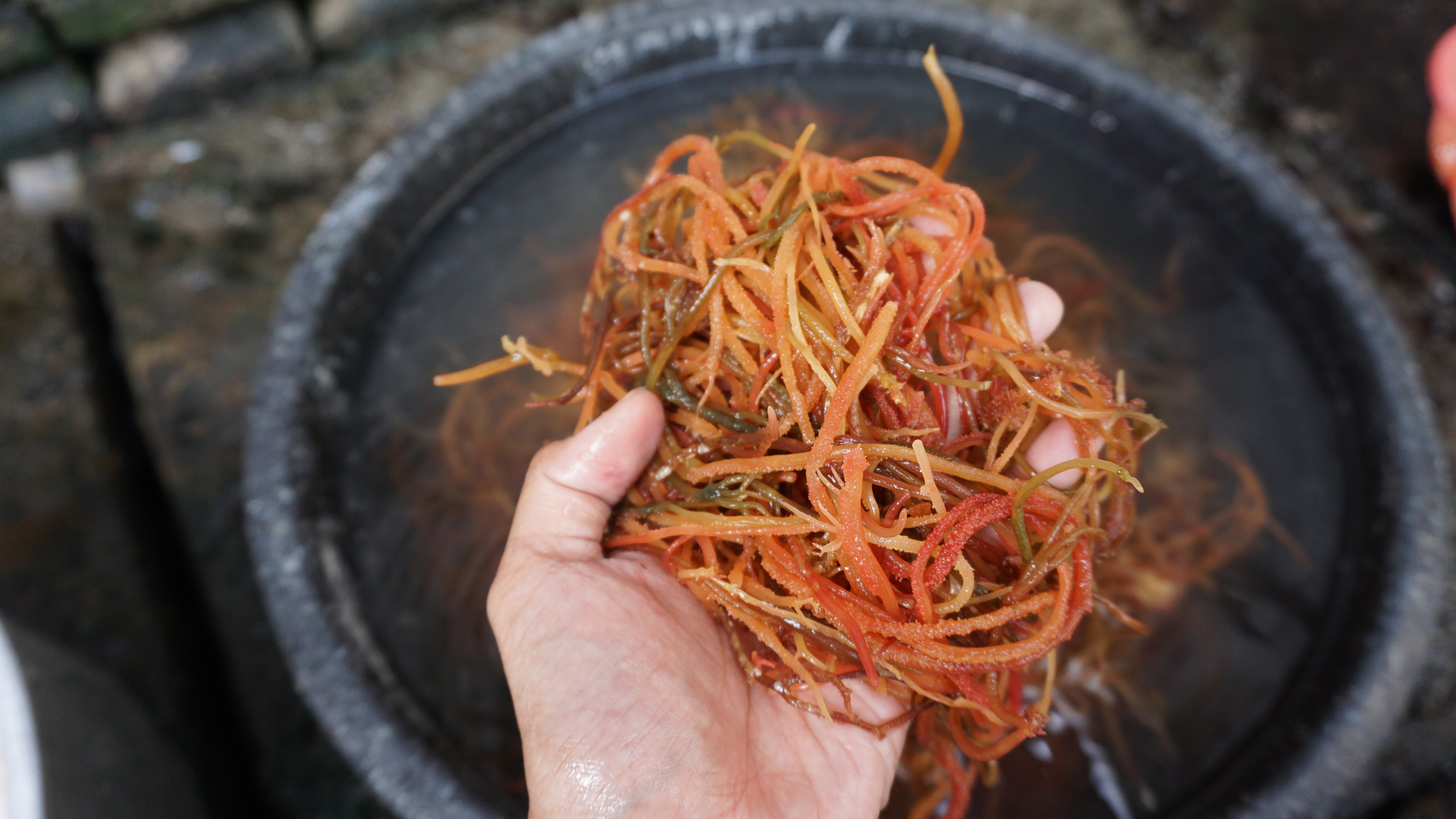 A hand washing sea moss over a marble bowl.