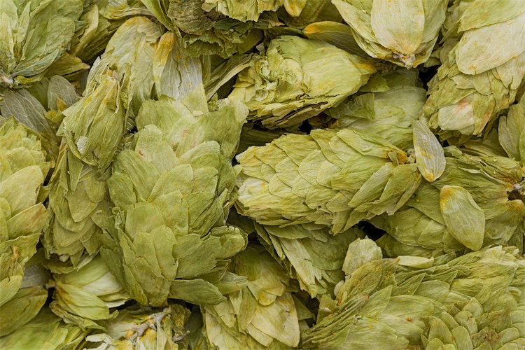 hops for insomnia