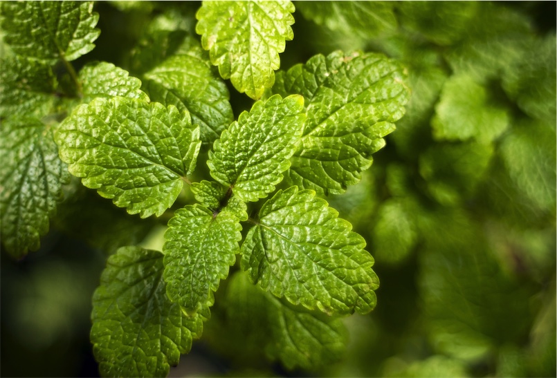 lemon balm for sleep, naturopath crows nest north sydney