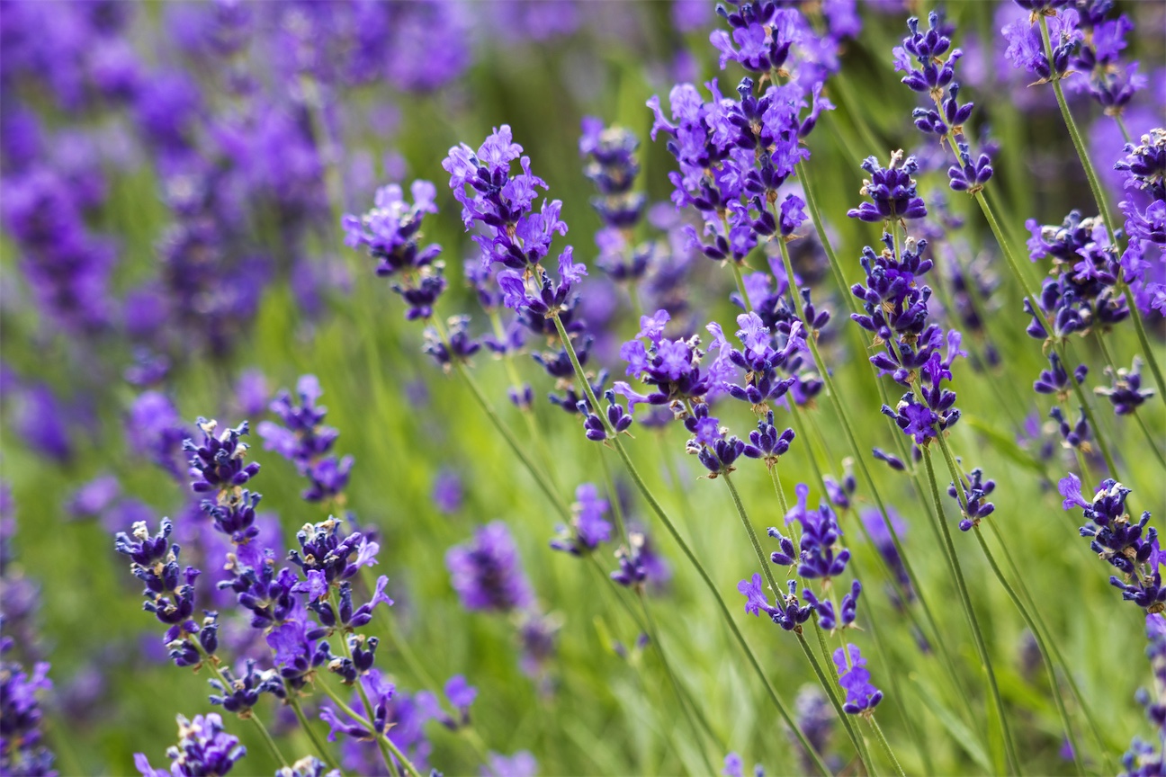 how to use lavender for insomnia