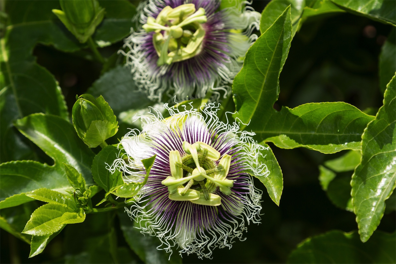 passionflower for insomnia and anxiety