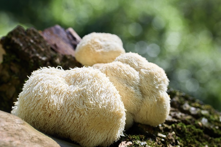 Lions mane mushroom a natural treatment for long covid brain fog