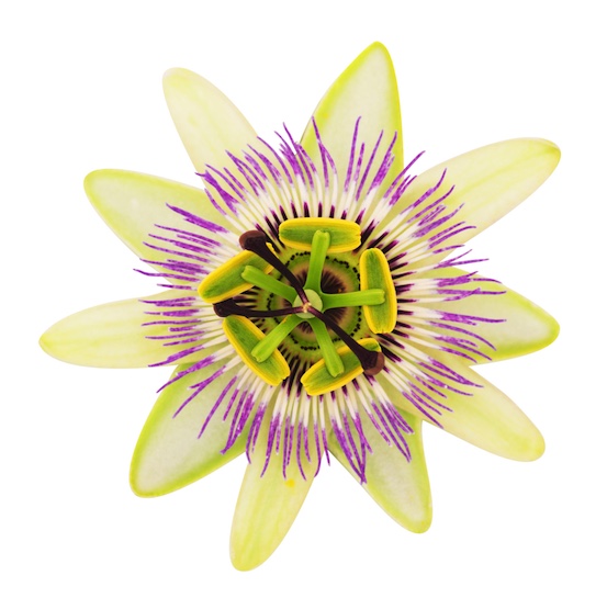 passionflower image for Book initial naturopath consultation