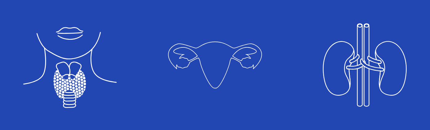 graphic of thyroid and adrenals for menopasue naturopath treatment