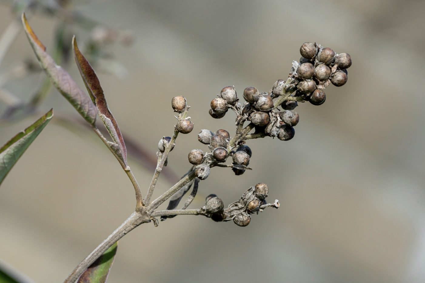 Vitex berries on plant