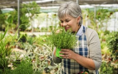 What herbs are good for menopause?
